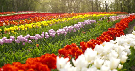 tulipanes en agruiculture campo holanda 70