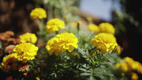 Gelbe-Blumen-In-Einem-Garten-Gehalten