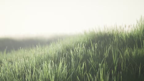 green field with tall grass in the early morning with fog