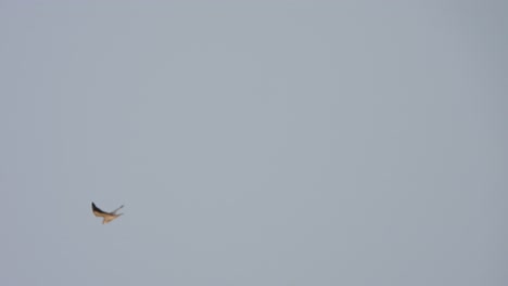 Black-winged-kite-in-sky-hunting-for-pry