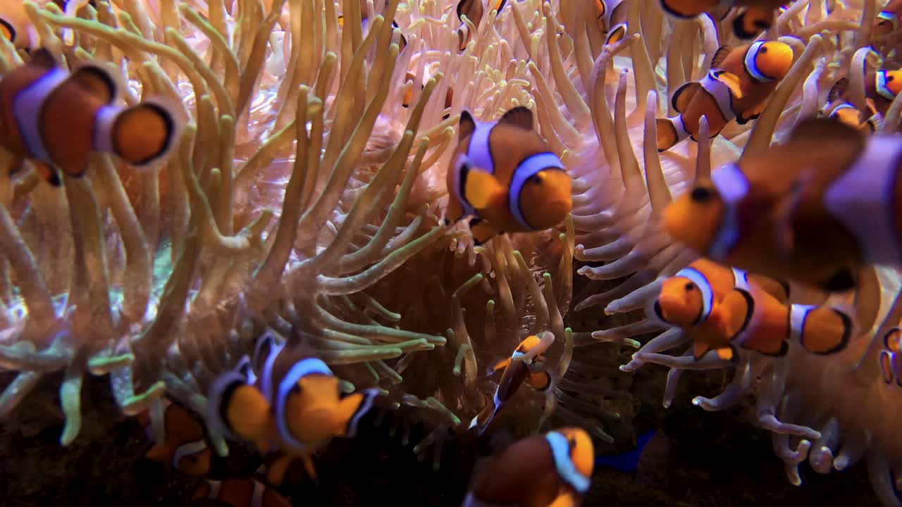 깊은 바다 물에 있는 가족 pomacentridae에서 다채로운 흰 동가리 또는 anemonefish amphiprioninae