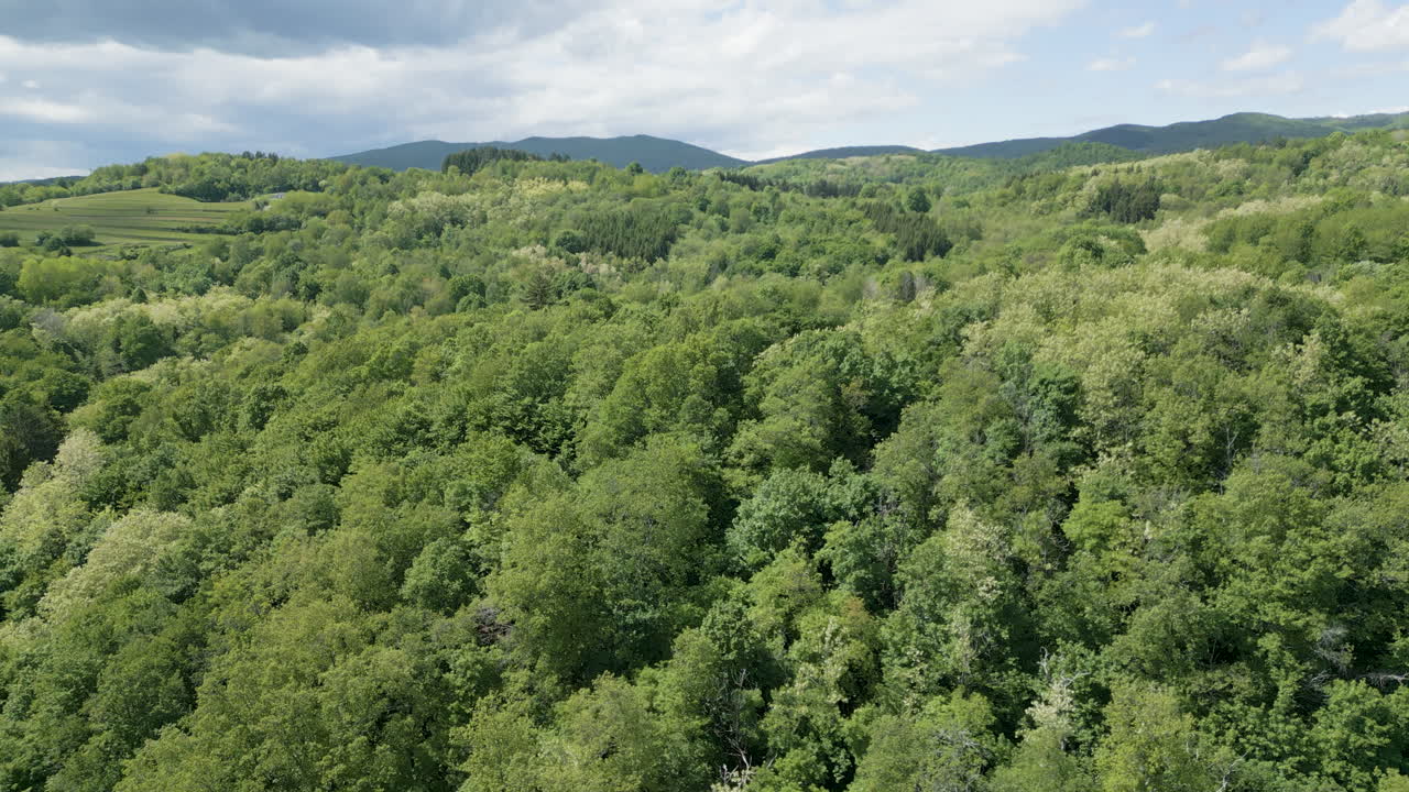 Viste aeree mozzafiato catturano le vivaci tonalità di verde di una foresta lussureggiante che incontra un prato in primavera.