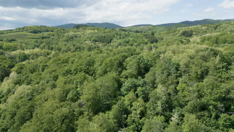breathtaking aerial views capture the vibrant green hues of a lush forest meeting a meadow in springtime