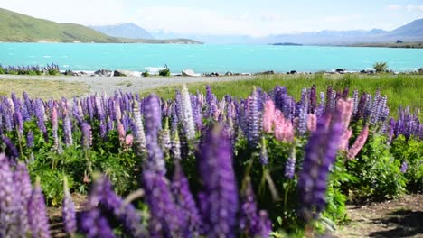 Vibrant-Lupins-bloom-on-the-shoreline-of-Lake-Tekapo