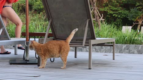 cat investigates poolside, person in red appears