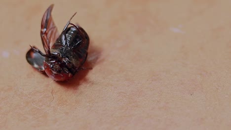 an injured female dynastinae or rhinoceros beetle overturned and struggling to get up