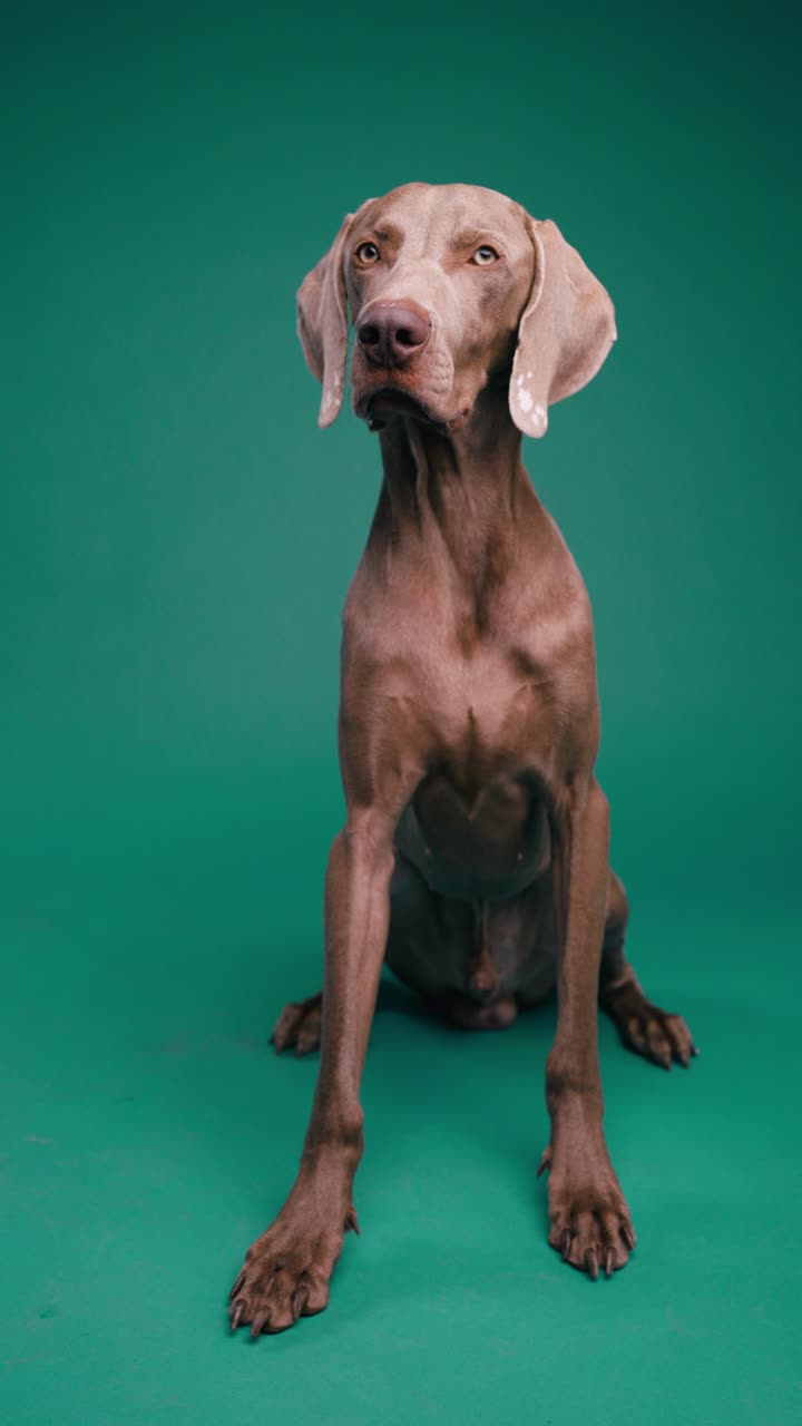 Weimaraner dog sitting on green background