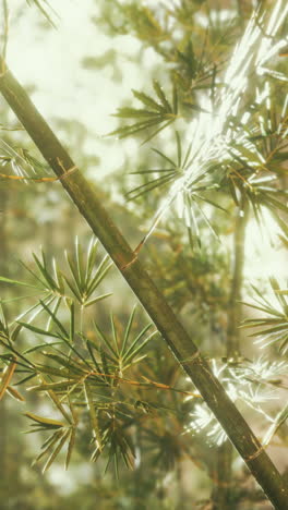 close up of bamboo plants in a forest