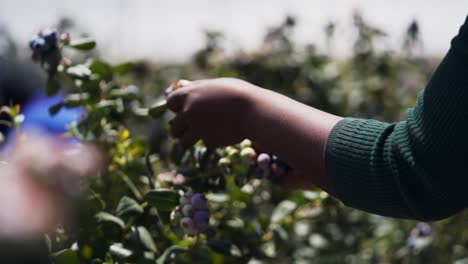 african female picking blueberries in south africa