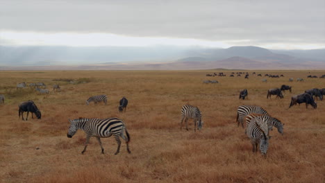 zebras and wildebeests grazing in the beautiful ngorongoro crater landscape in tanzania