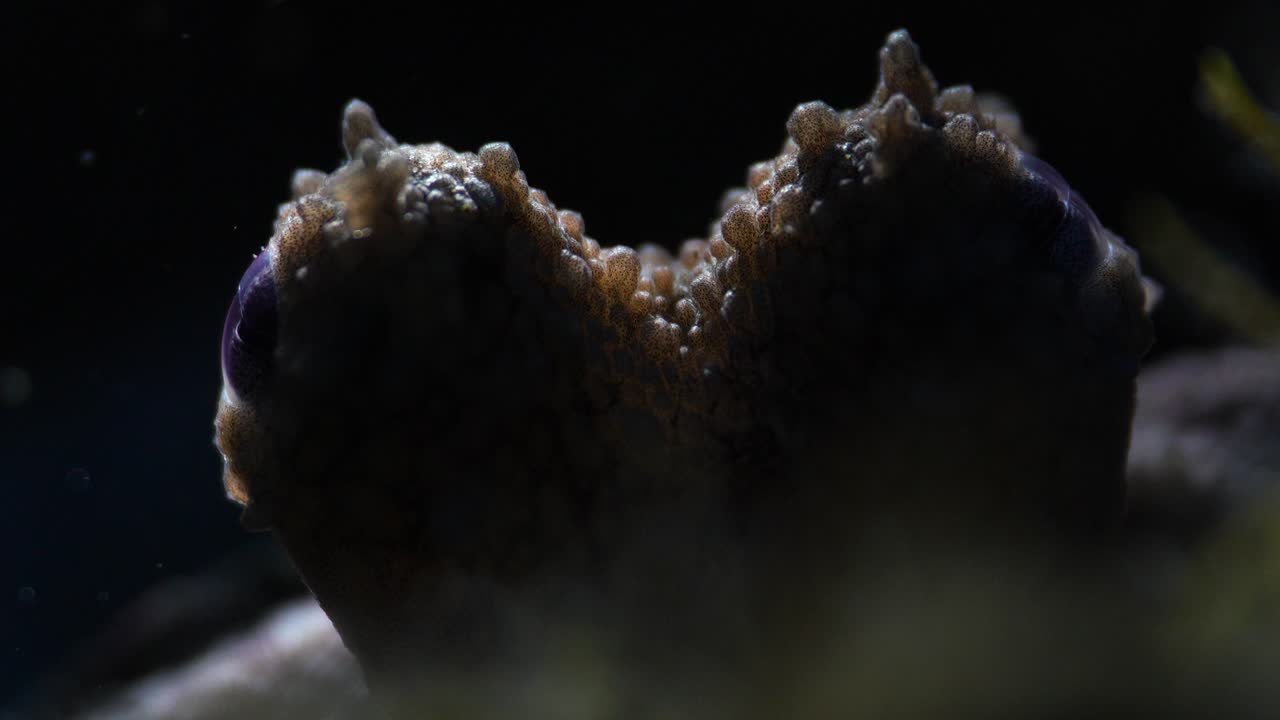 Primo piano di un piccolo polpo comune con la luce che lo colpisce da dietro, creando un aspetto sinistro.