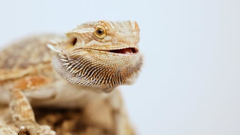 a bearded dragon lizard opens its mouth while perched on a rock, captured in close-up with natural lighting
