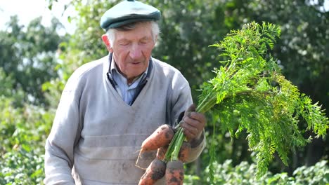 senior farmer show his organic carrot harvest an elderly farmer shows his organic carrot harvest in a field