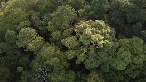 aerial shot of tropical lush dense rain forest canopy