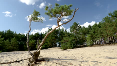 Timelapse-of-the-deserted-forest-due-to-the-water-shortage-in-central-Europe-lonely-pine-on-the-yellow-sand