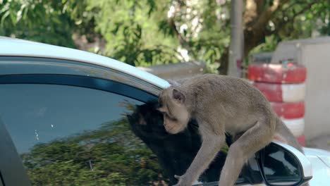 little monkey sits on white modern car and looks in window