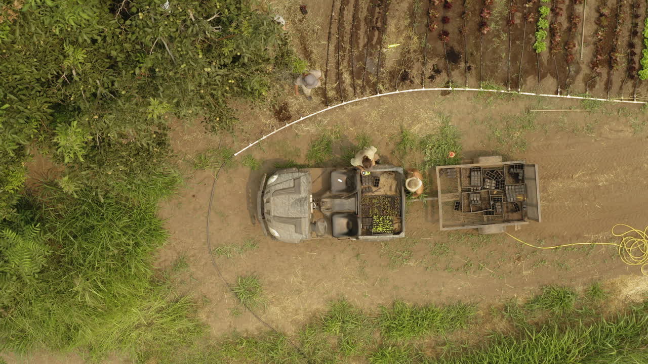 Ripresa aerea dall'alto di una fattoria di lattuga biologica con lavoratori e la loro auto piena di verdure e ortaggi sani