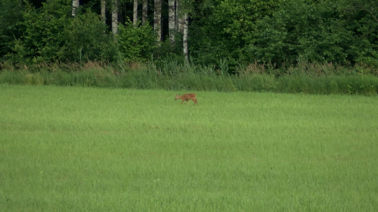 corzos pastan en el prado