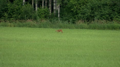 Roe-deer-graze-in-the-meadow