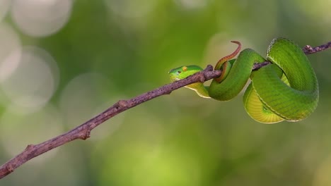 the white-lipped pit viper is a venomous pit viper endemic to southeast asia and is often found during the night waiting on a branch or limb of a tree near a body of water with plenty of food items