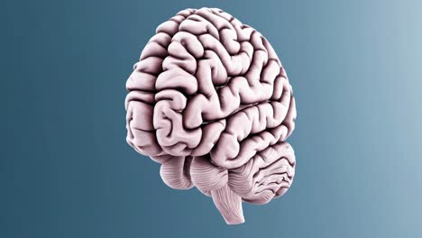 anatomía del cerebro humano