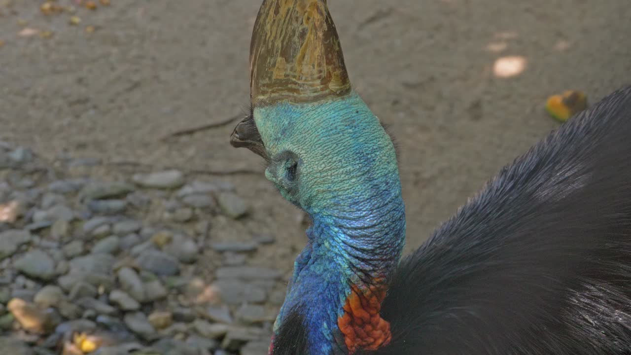 cabeza con forma de casco con casco encima de un casuario del sur, ave no voladora en queensland, australia