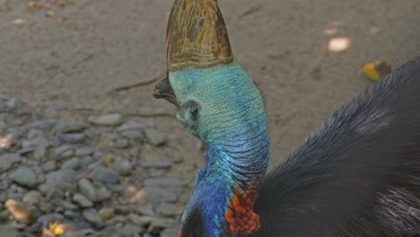 cabeza con forma de casco con casco encima de un casuario del sur, ave no voladora en queensland, australia