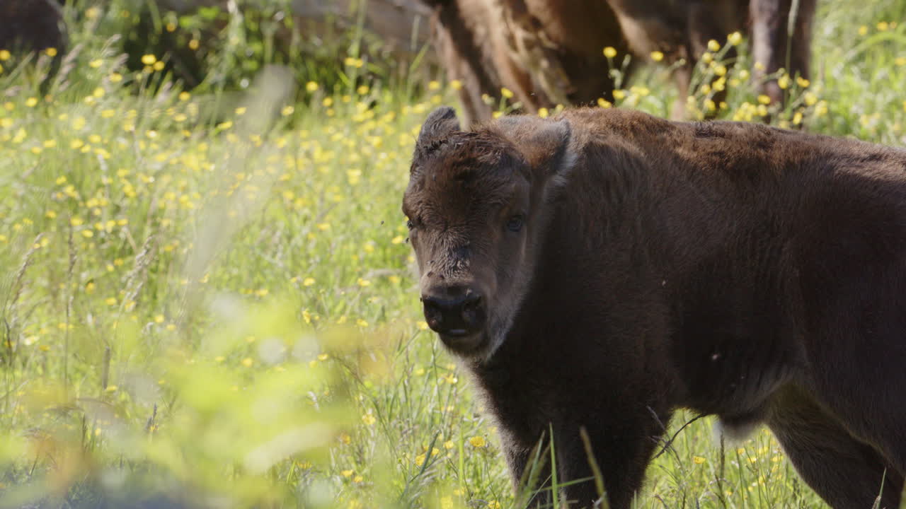 un becerro de bisonte europeo de pie en un exuberante prado molestado por moscas.