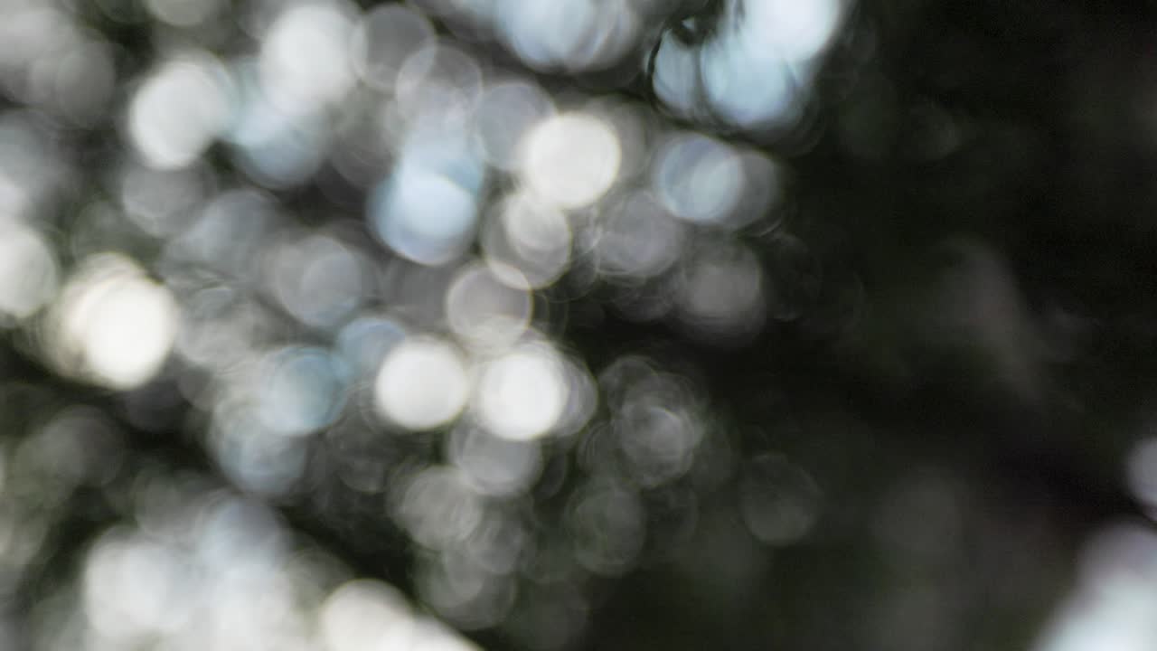 삼나무 가지 실루엣으로 흐릿한 추상 확대, 초점 어두운 숲에서 벗어난 추상