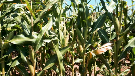 Close-up-on-ears-of-corn-and-corn-stalks