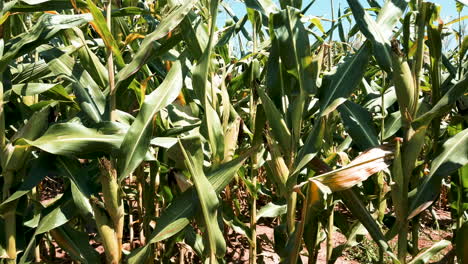 close up on ears of corn and corn stalks
