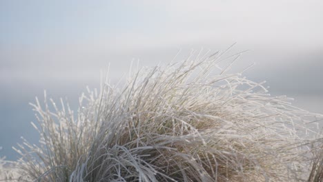 Hoar-frost-on-tussock-bush-bathed-in-soft,-glowing-sunlight