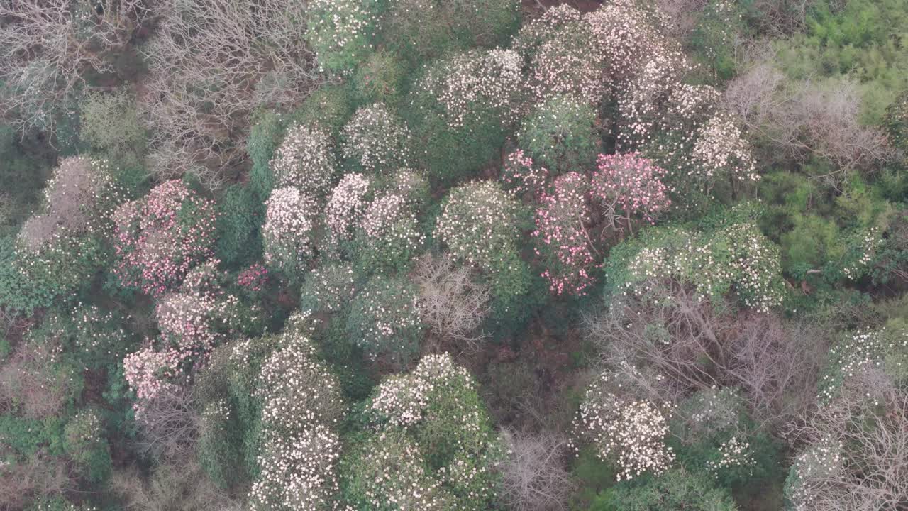 Red Rhododendron Laligurans in the jungle of Nepal.