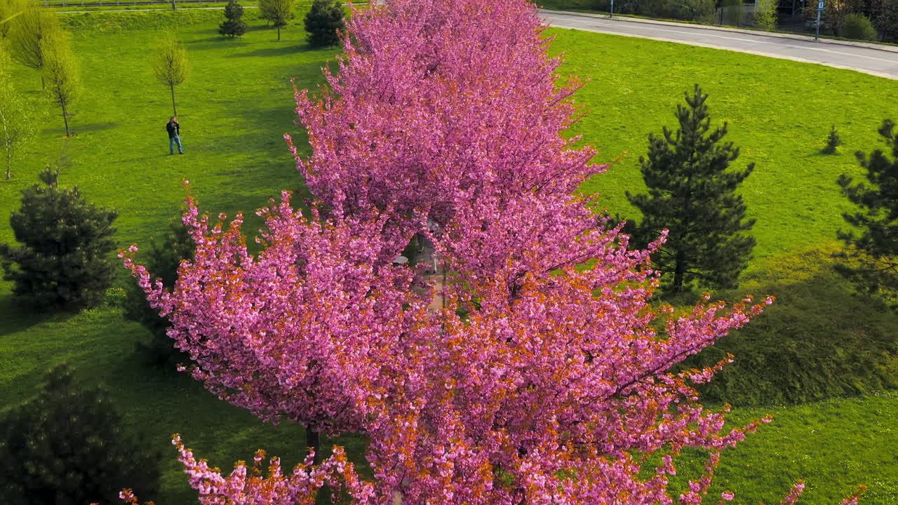Drone view of cherry blossom alley - sakura at spring time in Bronowice, Krakow, Poland.
Morning, soft light.
Some people taking photos.
