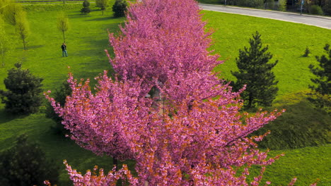 drone view of cherry blossom alley - sakura at spring time in bronowice, krakow, poland.
morning, soft light.
some people taking photos.