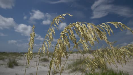 Close-up-of-beach-grass-in-golden-evening-light,-rack-focus-dolly-left