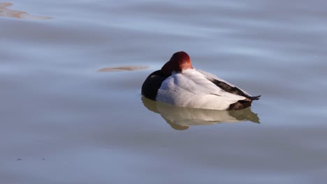 a duck drifts calmly on a serene lake surface.