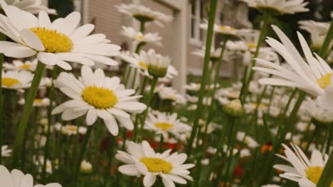 Filmischer-Schub-Durch-Weiße-Gänseblümchen-Im-Garten-Im-Frühling