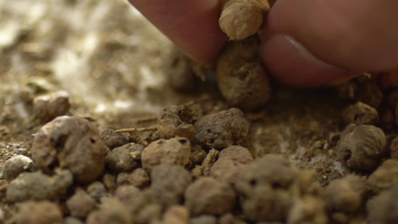 tiro macro de manos que producen polvo más loco de raíces de plantas, extracto de hierbas para tinte y medicina