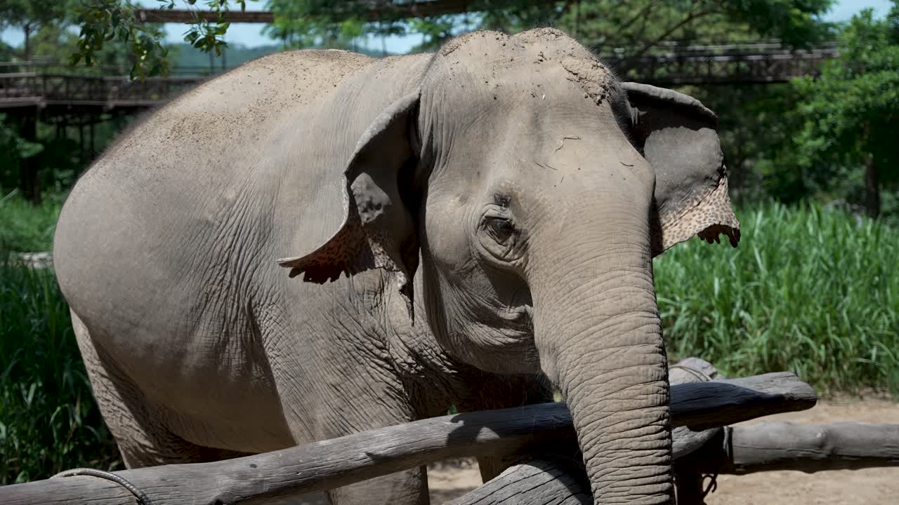 A young elephant standing by a wooden fence in a lush, green setting at an orphanage in Koh Samui, showcasing its gentle nature and serene surroundings.