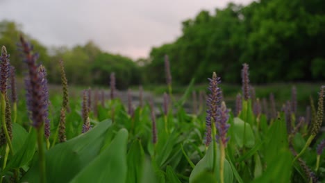 purple pickerelweed with green leaves on marshy lake shore line at sunrise rack focus