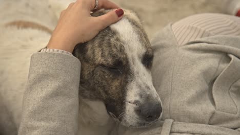 Una-Mujer-Acariciando-A-Un-Perro-Y-Acariciándole-La-Cabeza