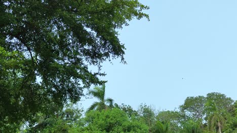 Looking-up-at-the-trees-in-the-light-wind-against-the-blue-sky,-beautiful-view-of-the-sky-as-a-frame,-static-and-with-copy-space