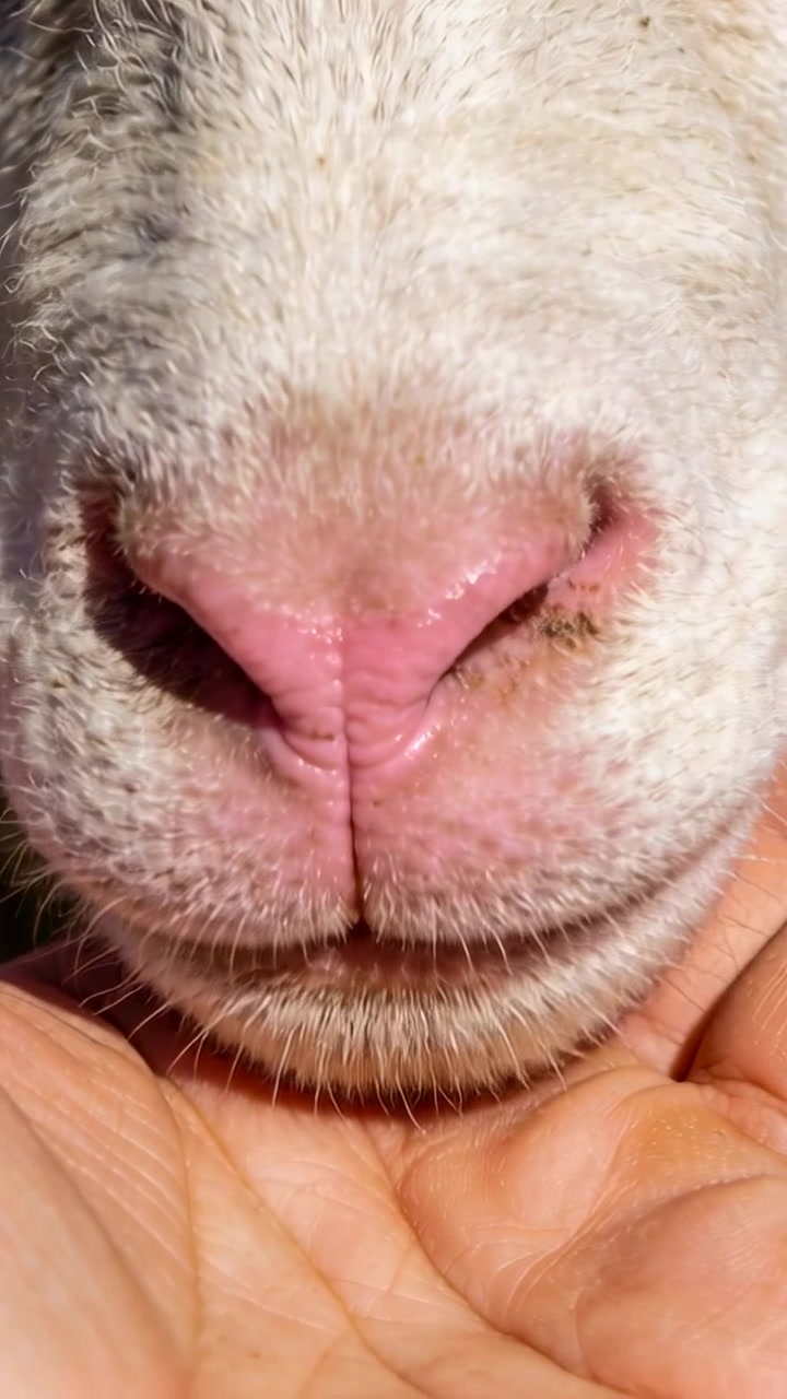 縦型動画：囲いの中で、飼育係の手が子羊の鼻先を持ち、鼻孔の近くの汚れを検査している。
