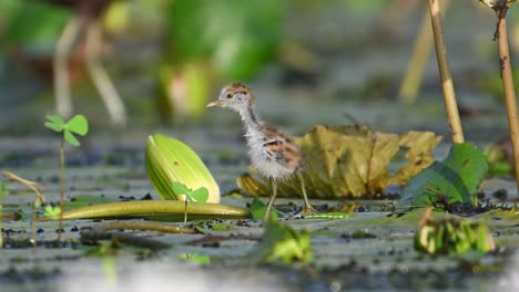 chick of pheasant tailed jacana walking on floating leaf