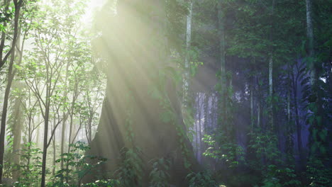 sunlight filters through trees in a serene forest setting during morning hours