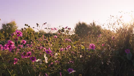 Beautiful-field-of-pink-flowers-on-a-meadow-at-sunset,-birds-flying