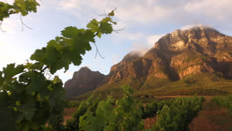 Am-Frühen-Morgen-Im-Weinberg,-Wenn-Die-Sonne-Gegen-Den-Berg-Aufgeht