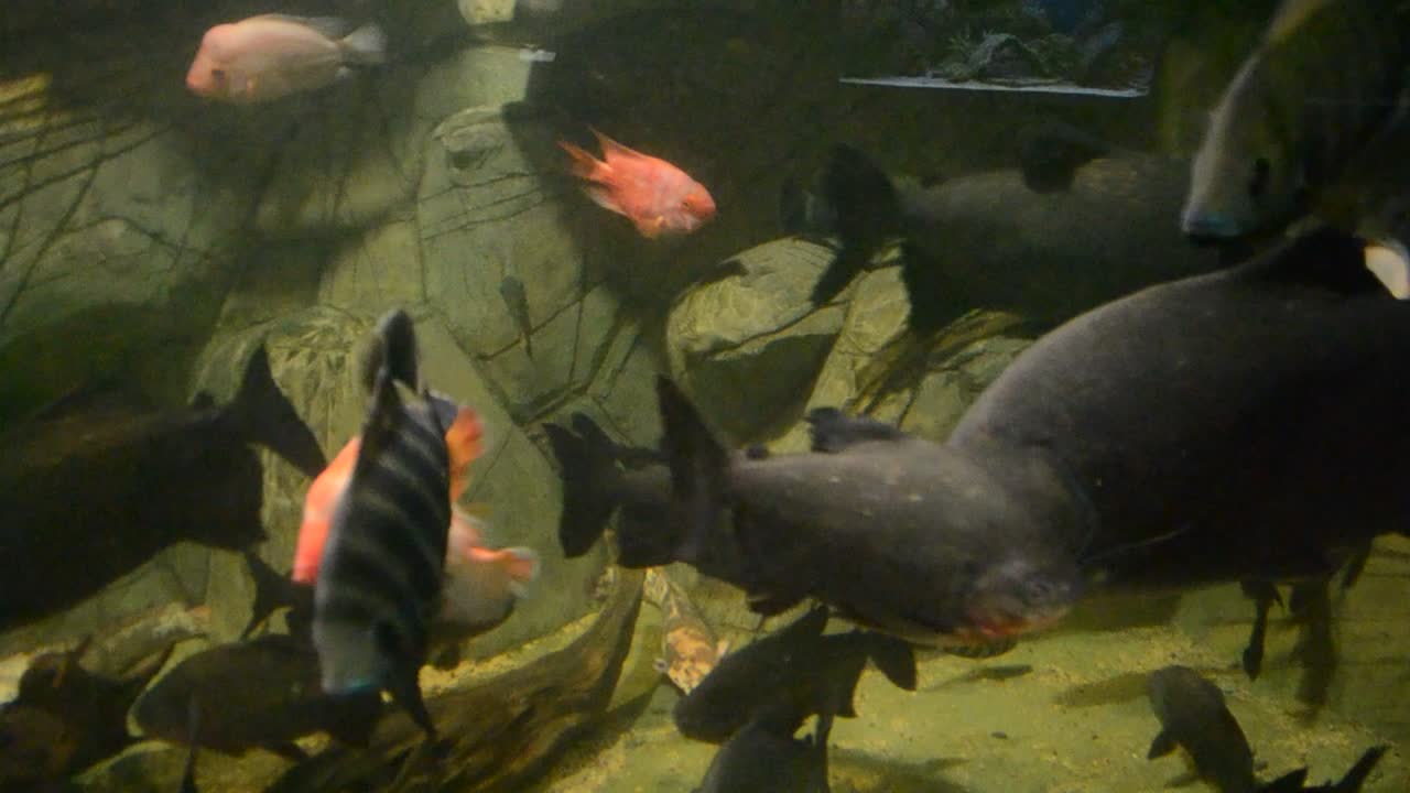 Akvarium med fisk