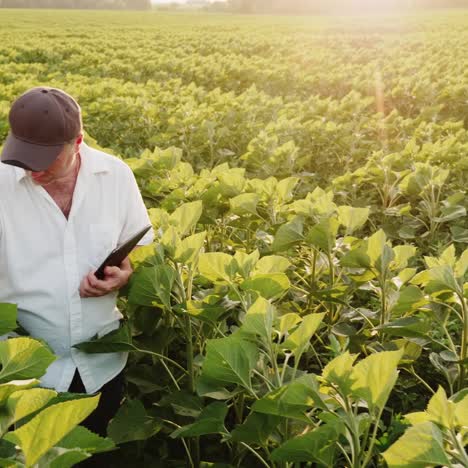 The-Gray-Haired-Farmer-Works-In-The-Field-In-The-Evening-Before-Sunset-And-Uses-A-Tablet-1